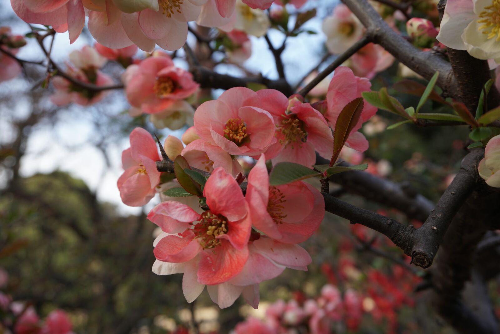 Sony a6300 sample photo. Cherry, tree, japan photography