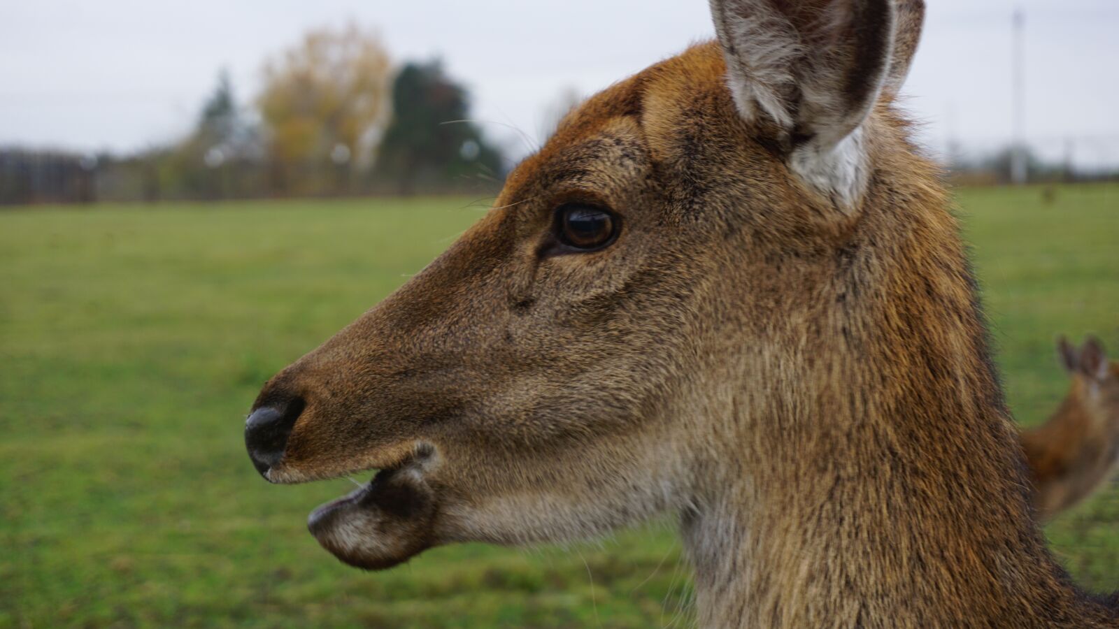 Sony E 16-50mm F3.5-5.6 PZ OSS sample photo. Animal, mammal, grass photography