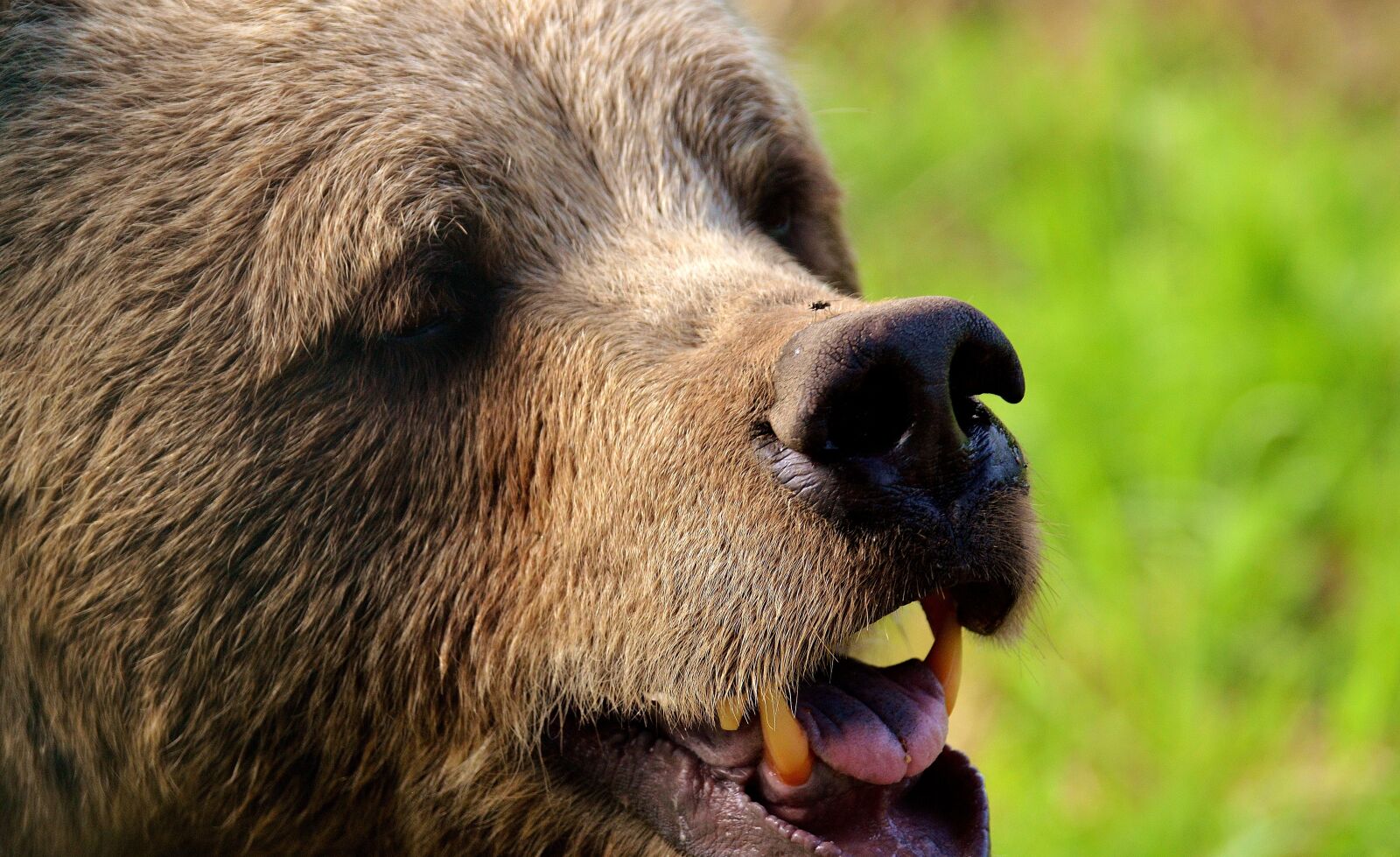 Nikon D3200 sample photo. European brown bear, wild photography