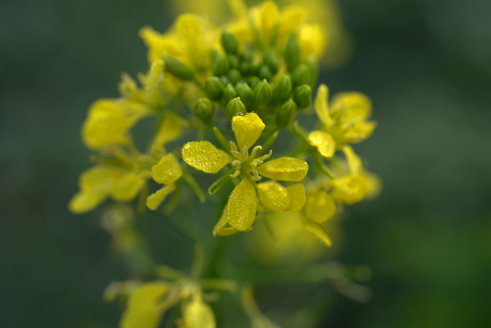 Sony a7 II + Sony FE 50mm F2.8 Macro sample photo. Flower, blossom, bloom photography