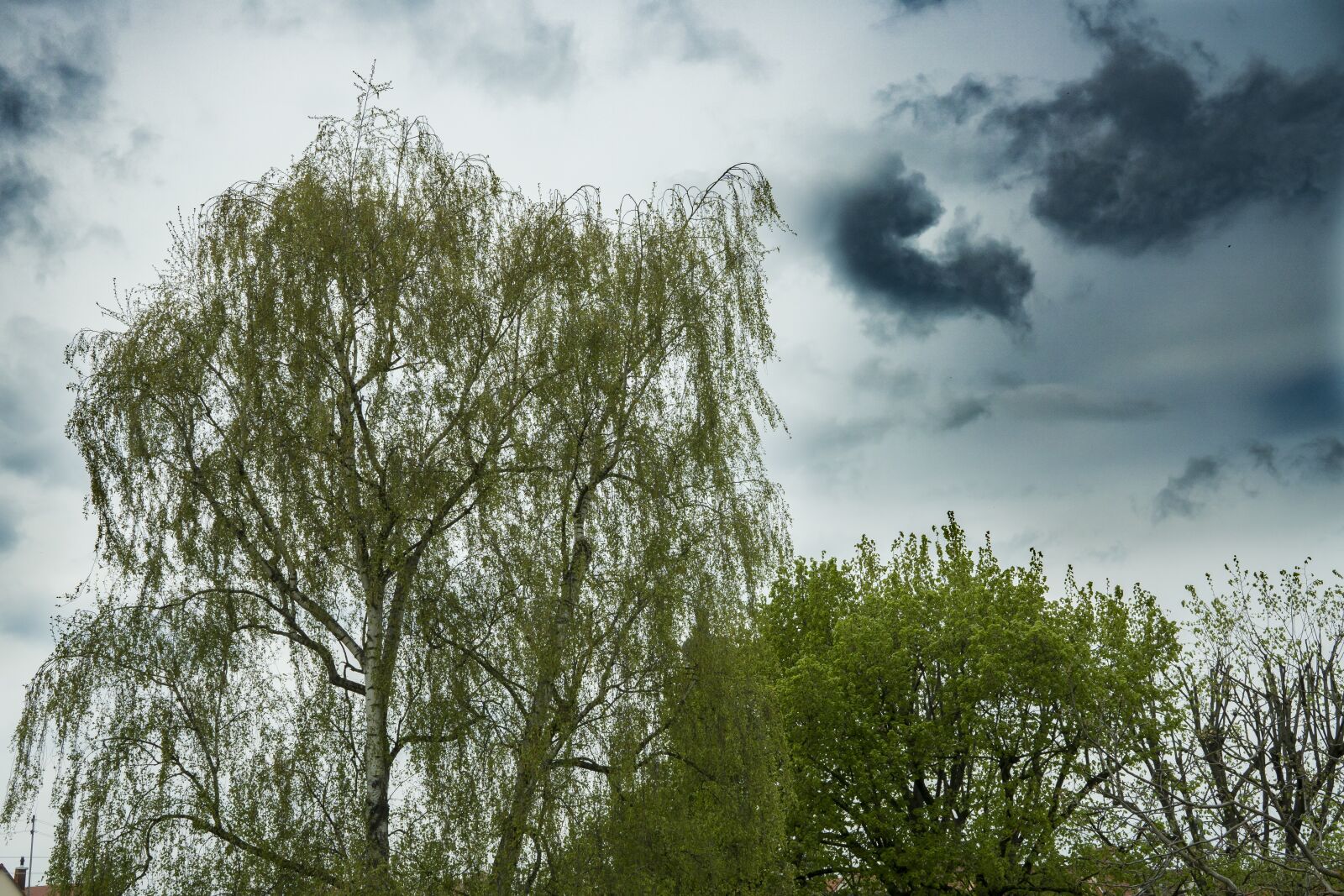 Sony a6300 + Sigma 30mm F2.8 EX DN sample photo. Birch, crown, nature photography