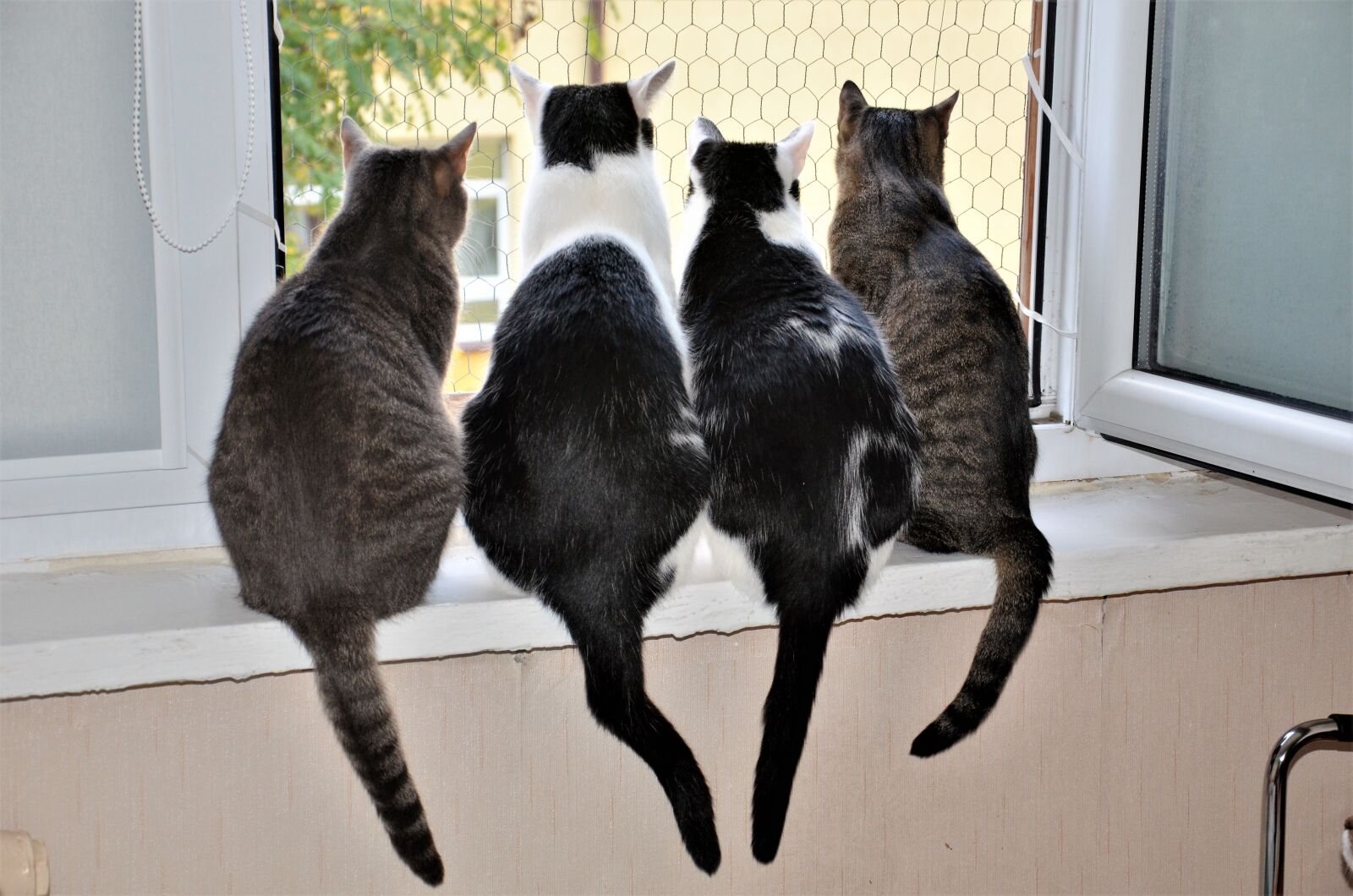 Nikon D7000 sample photo. Animals, cat, a normal photography