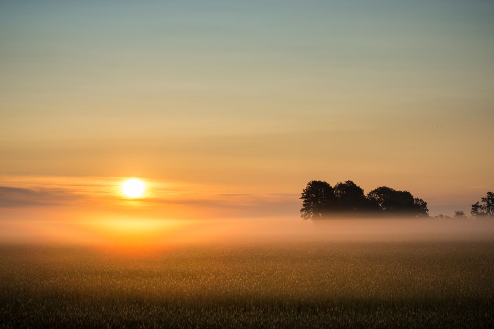 Nikon D7200 sample photo. Sunrise, fog, fog bank photography