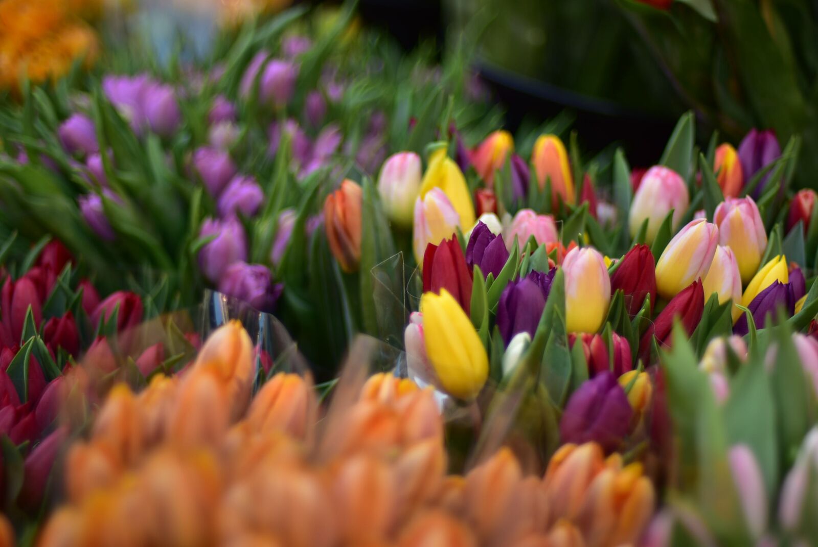 Nikon D7200 sample photo. Flowers, bouquet, bouquet of photography