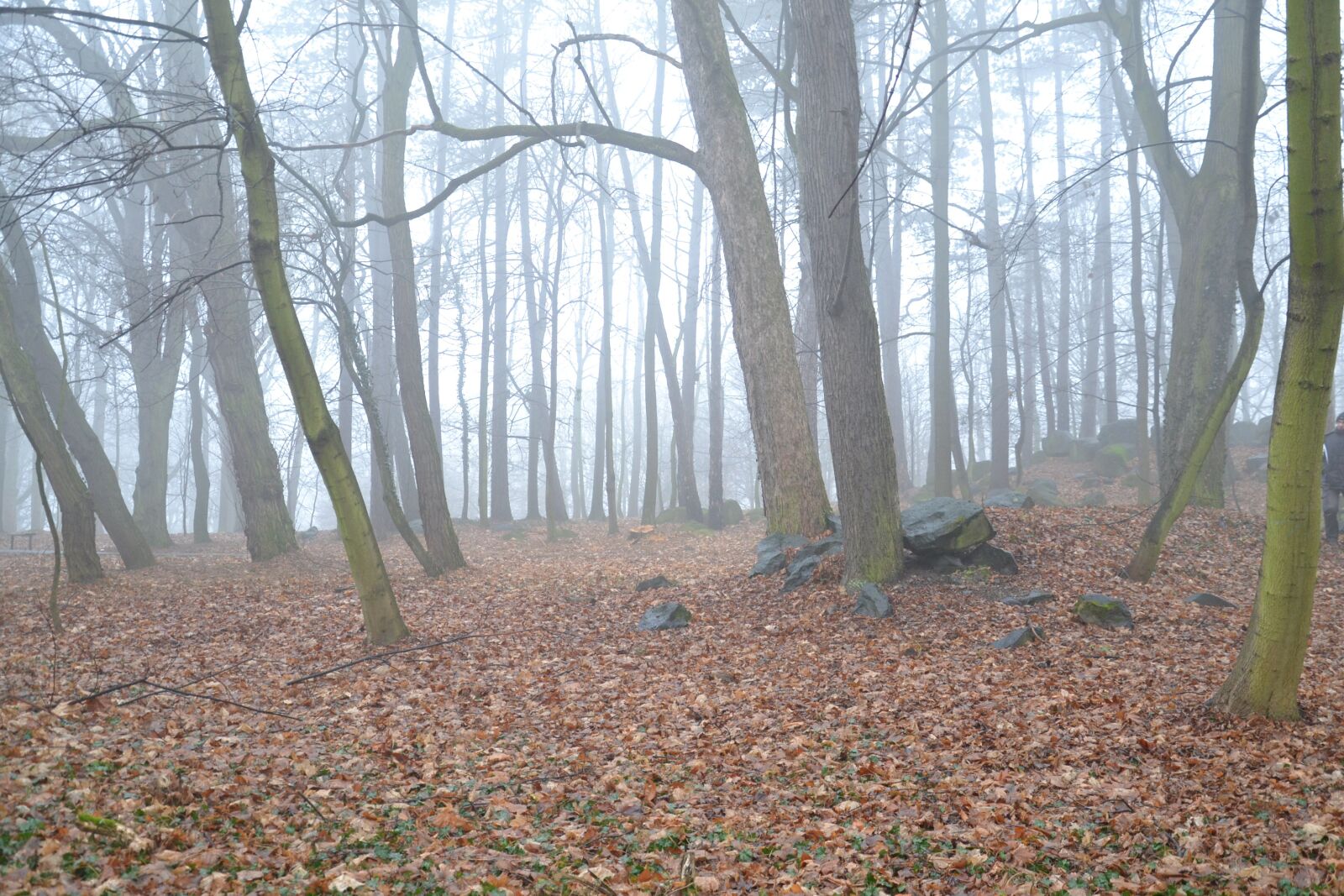 Nikon D3100 sample photo. Tree, nature, leaf photography