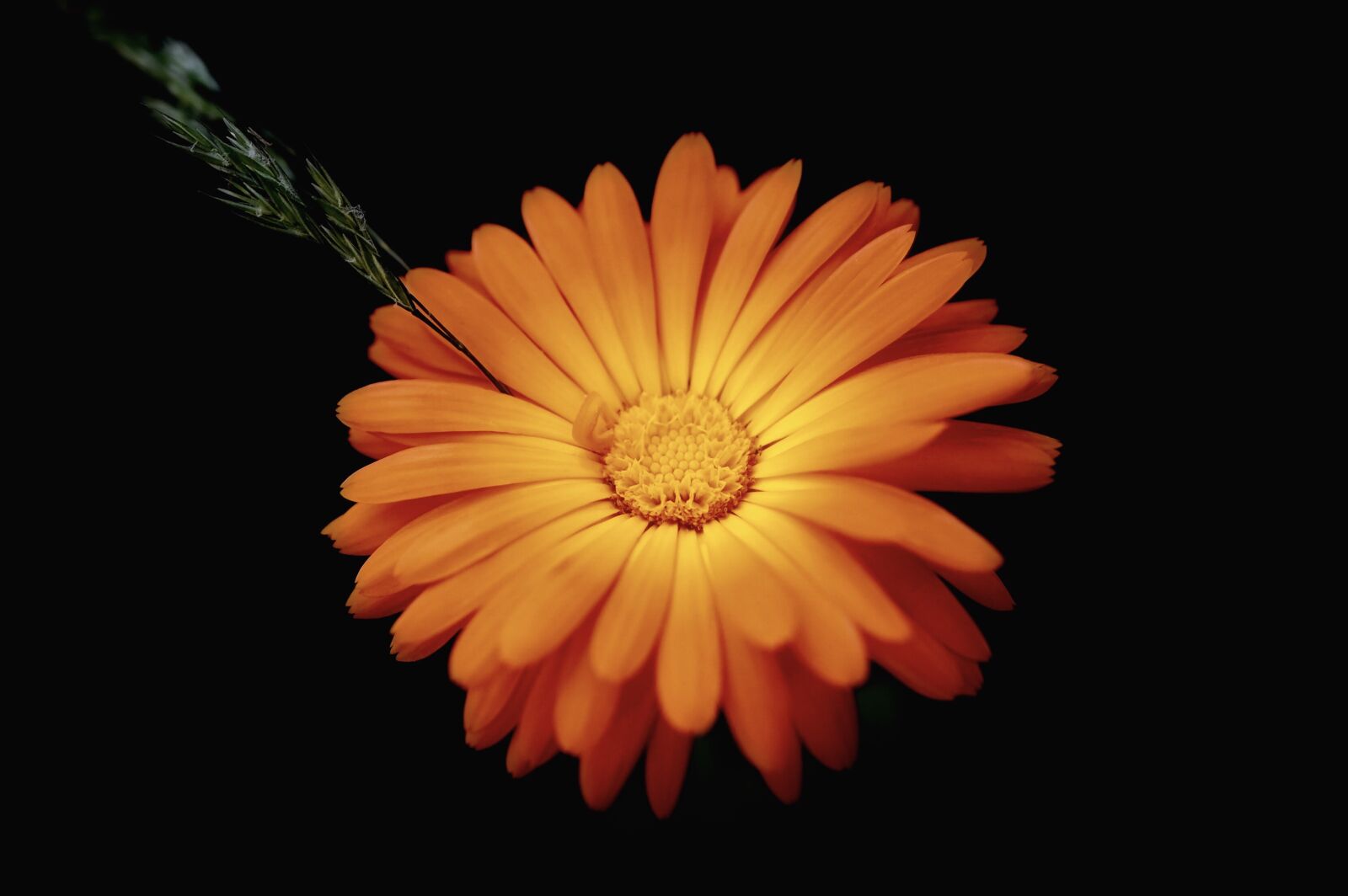Nikon Z6 sample photo. Marigold, blossom, bloom photography