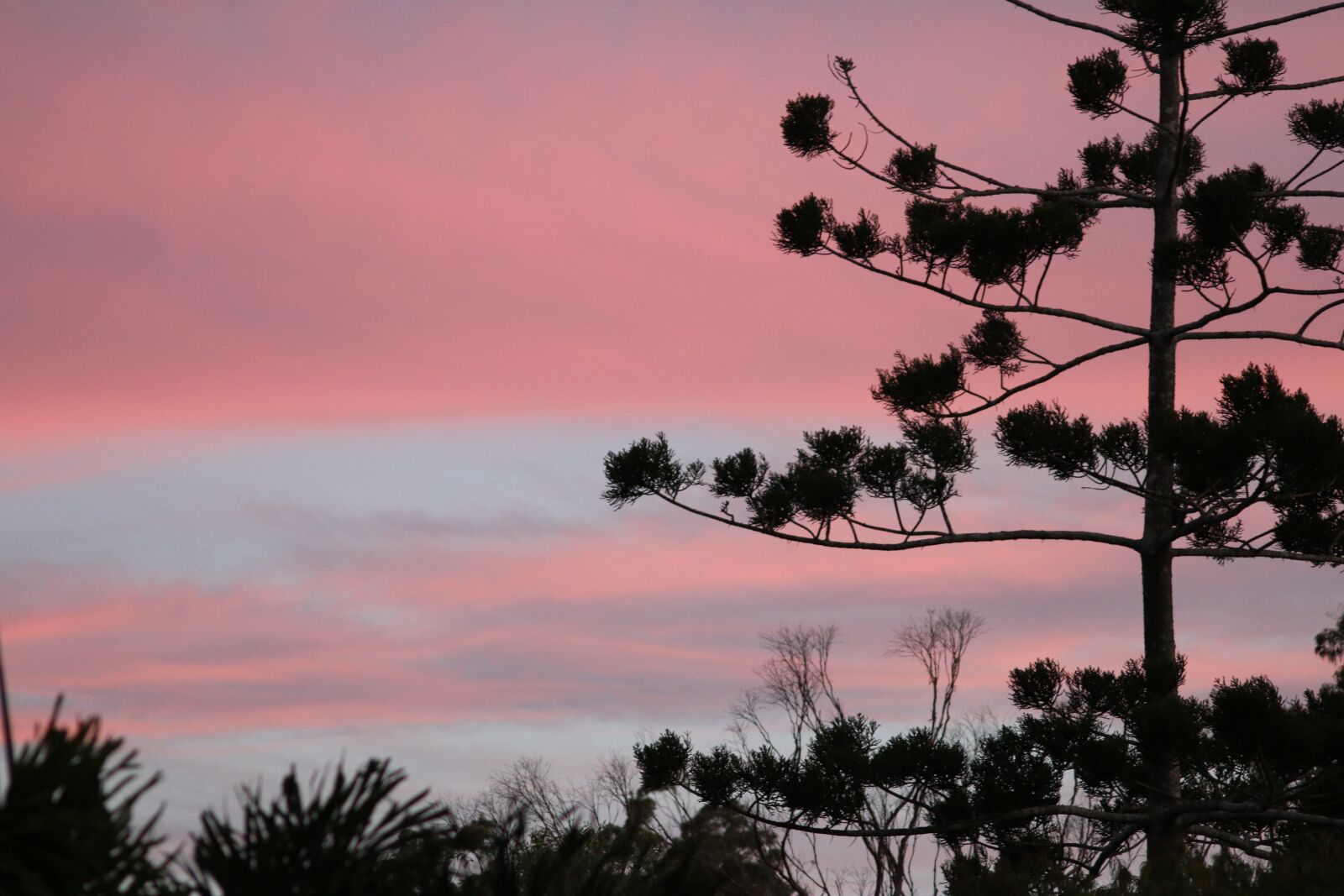 Canon EOS 70D sample photo. Sunset, tree, nature photography