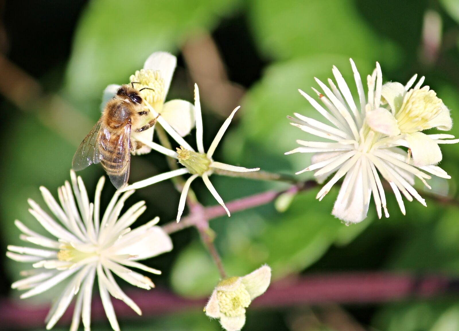 Canon EOS 1100D (EOS Rebel T3 / EOS Kiss X50) sample photo. Bee, insect, close up photography