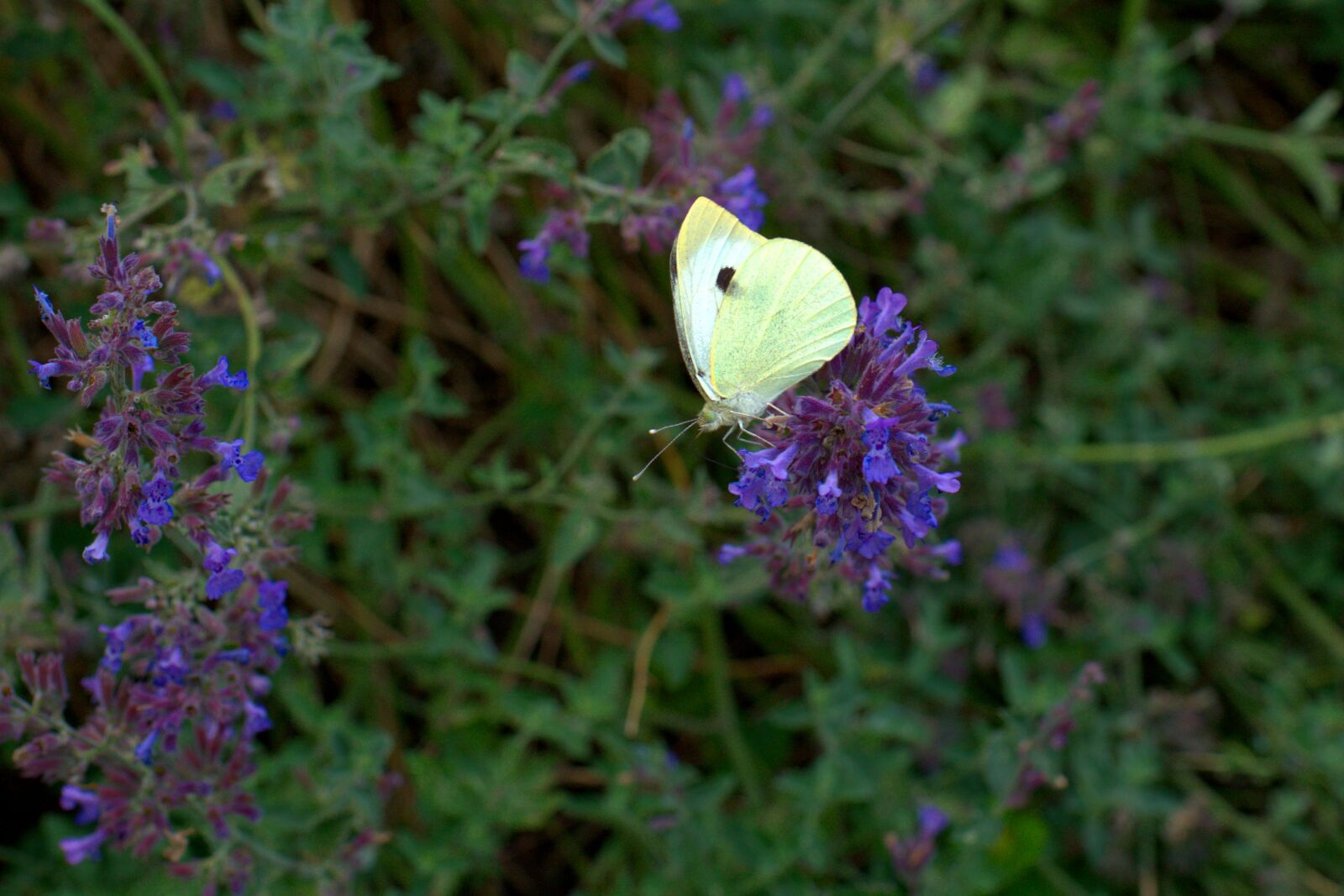 Sony FE 50mm F2.8 Macro sample photo. Butterfly, lavender, garden photography