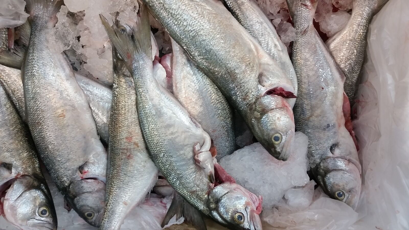 Samsung Galaxy S5 sample photo. Fish, shop, fishmonger photography