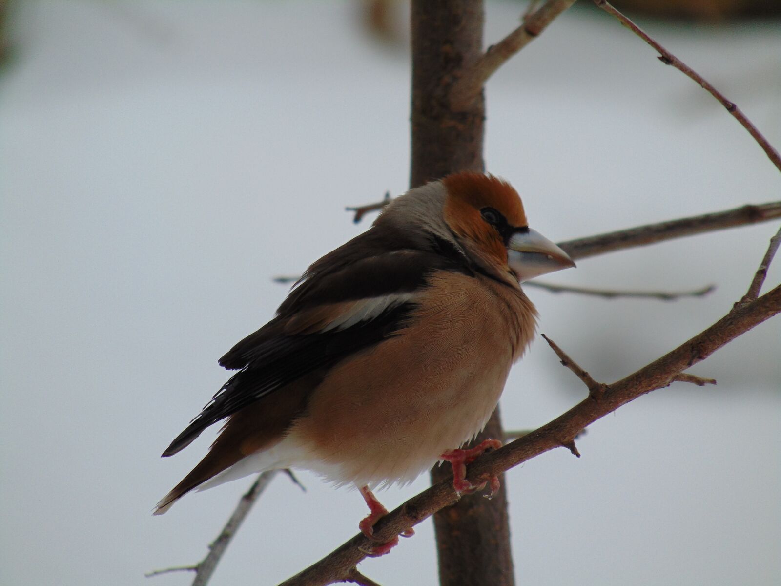 Sony Cyber-shot DSC-H300 sample photo. Bird, wild world, nature photography