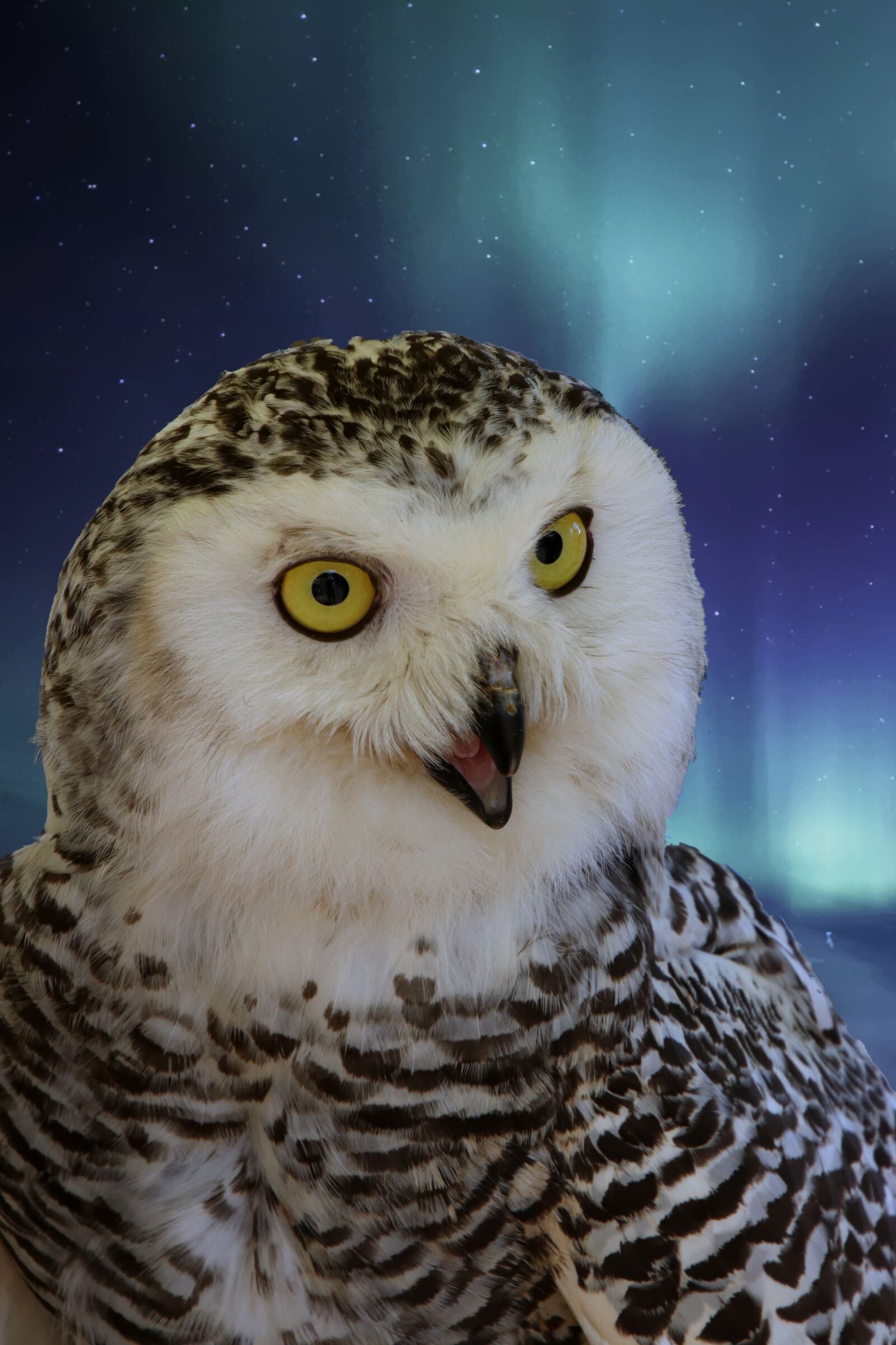 Canon EOS 80D sample photo. Snowy owl, owl, male photography