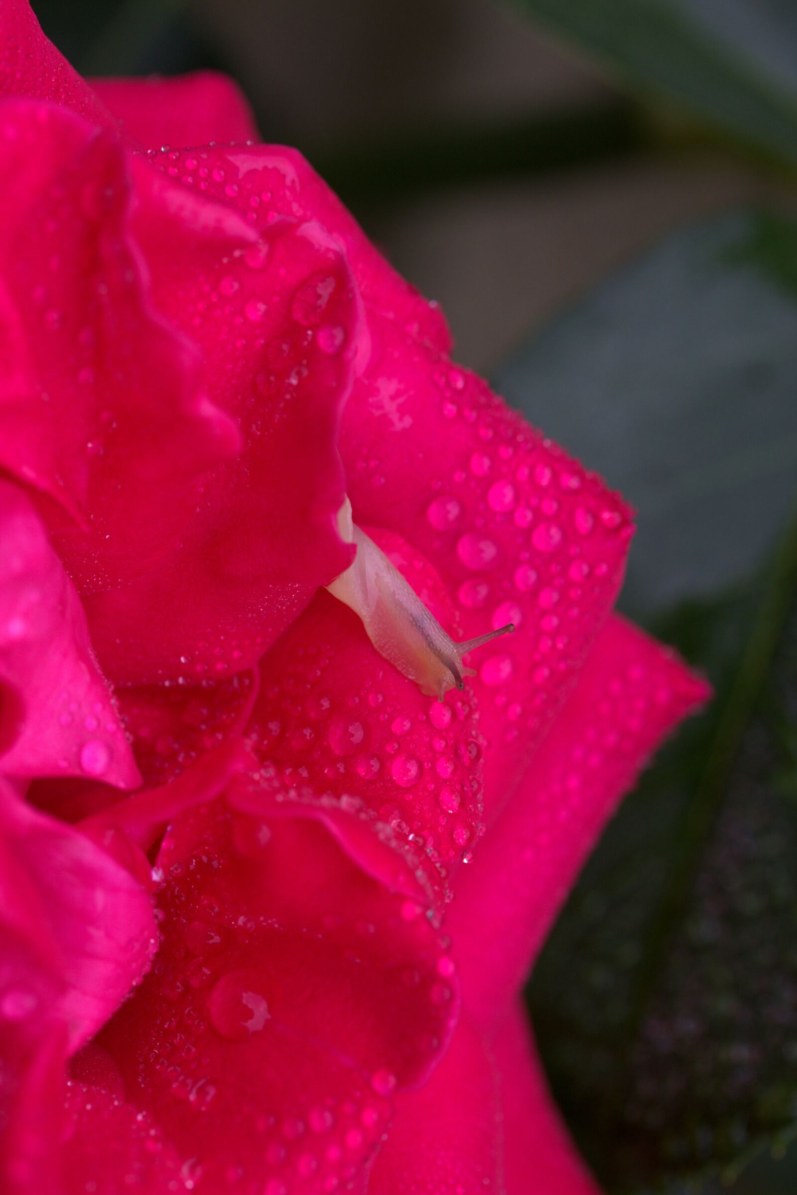 Canon EF-S 60mm F2.8 Macro USM sample photo. Snail, rose, red photography