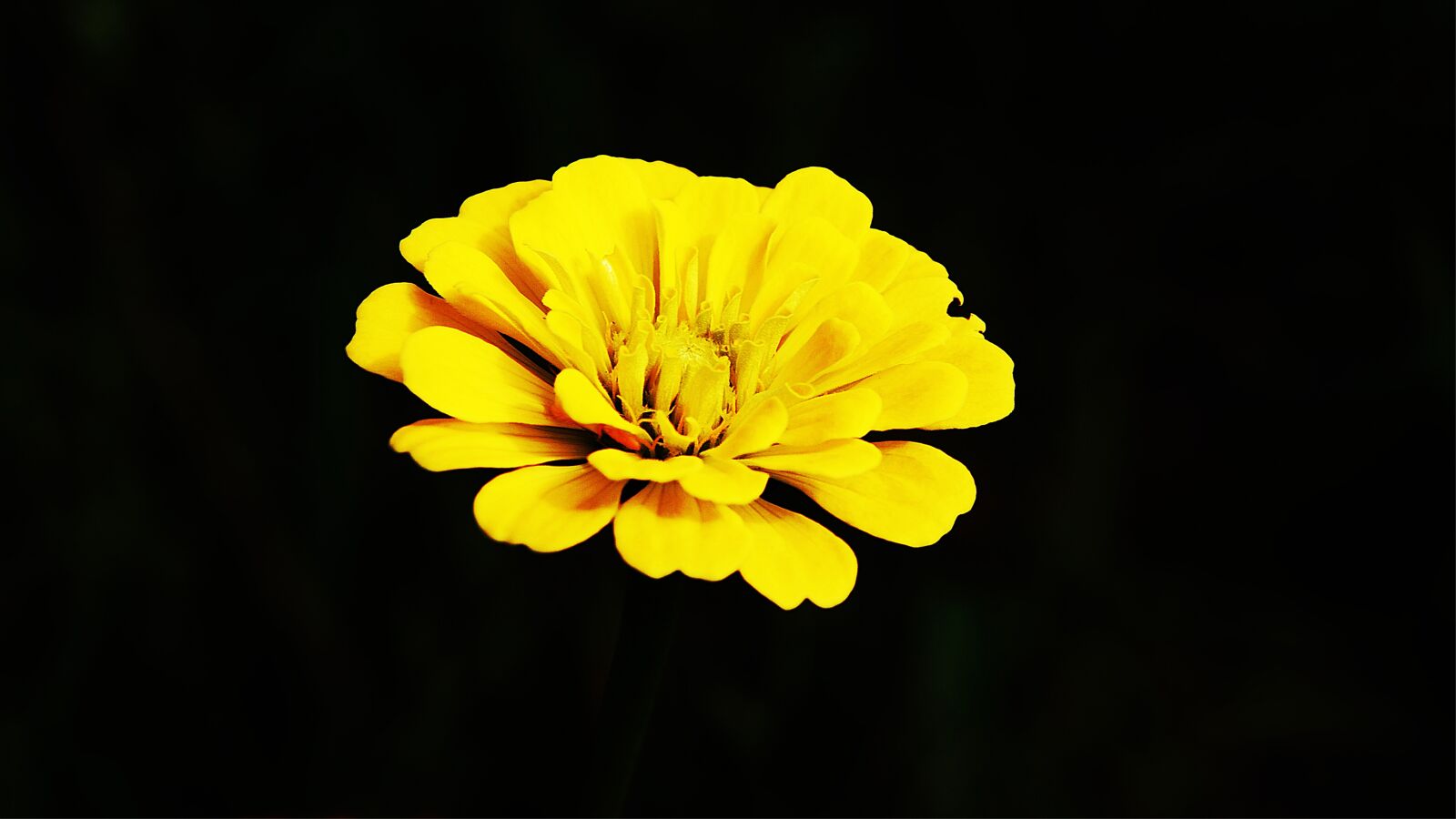 Nikon D2Xs sample photo. Flowers, yellow, nature photography
