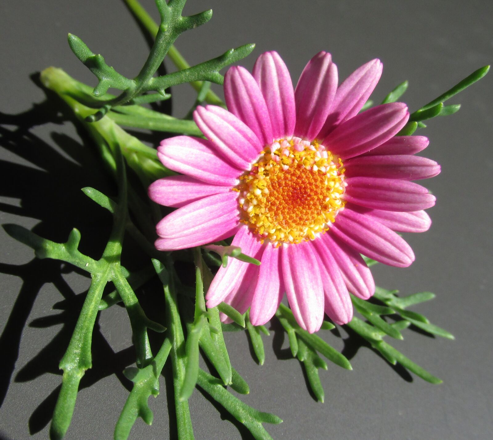 Canon PowerShot SX170 IS sample photo. Flower, pink, daisy photography
