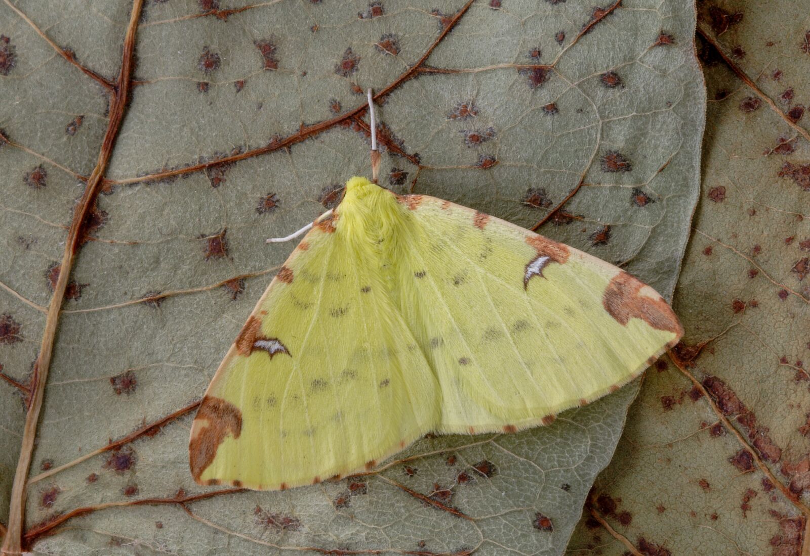 Canon EOS 400D (EOS Digital Rebel XTi / EOS Kiss Digital X) sample photo. Moth, brimstone-moth, wings photography