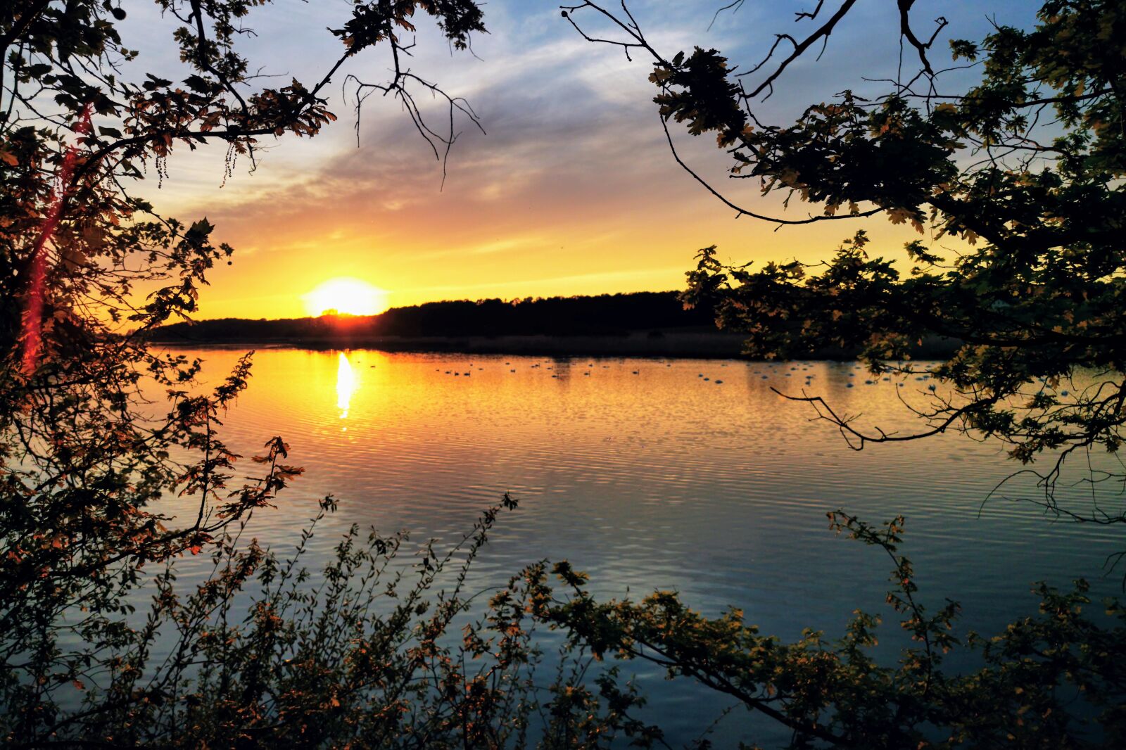 HUAWEI P30 Pro sample photo. Horstsee, wermsdorf, swans photography