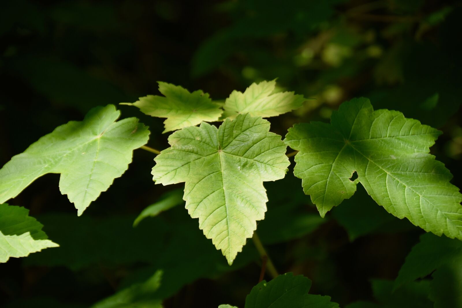 Nikon D5600 sample photo. Leaves, green leaves, environment photography
