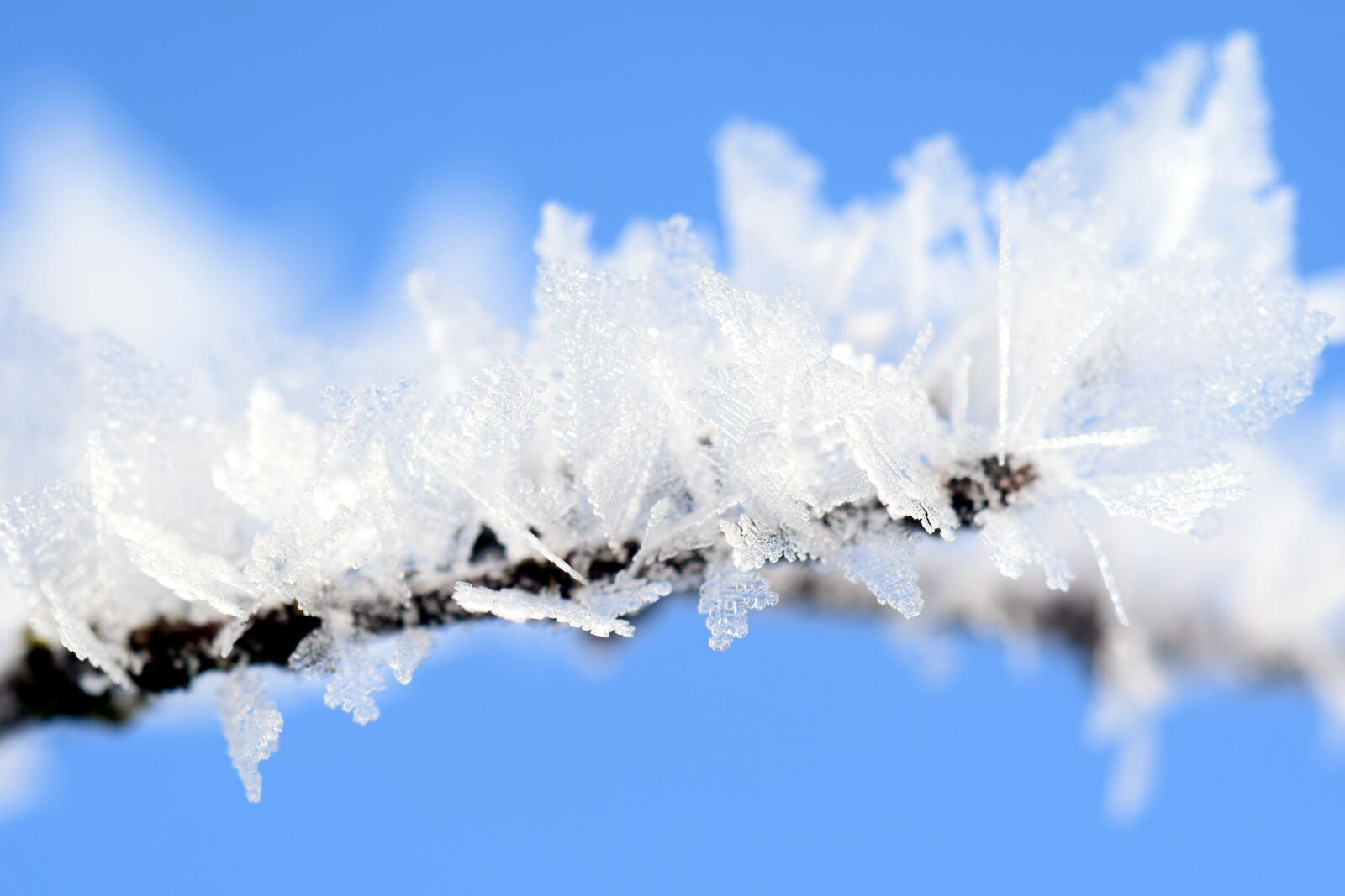 Nikon D3300 sample photo. Frost, winter, wintry photography