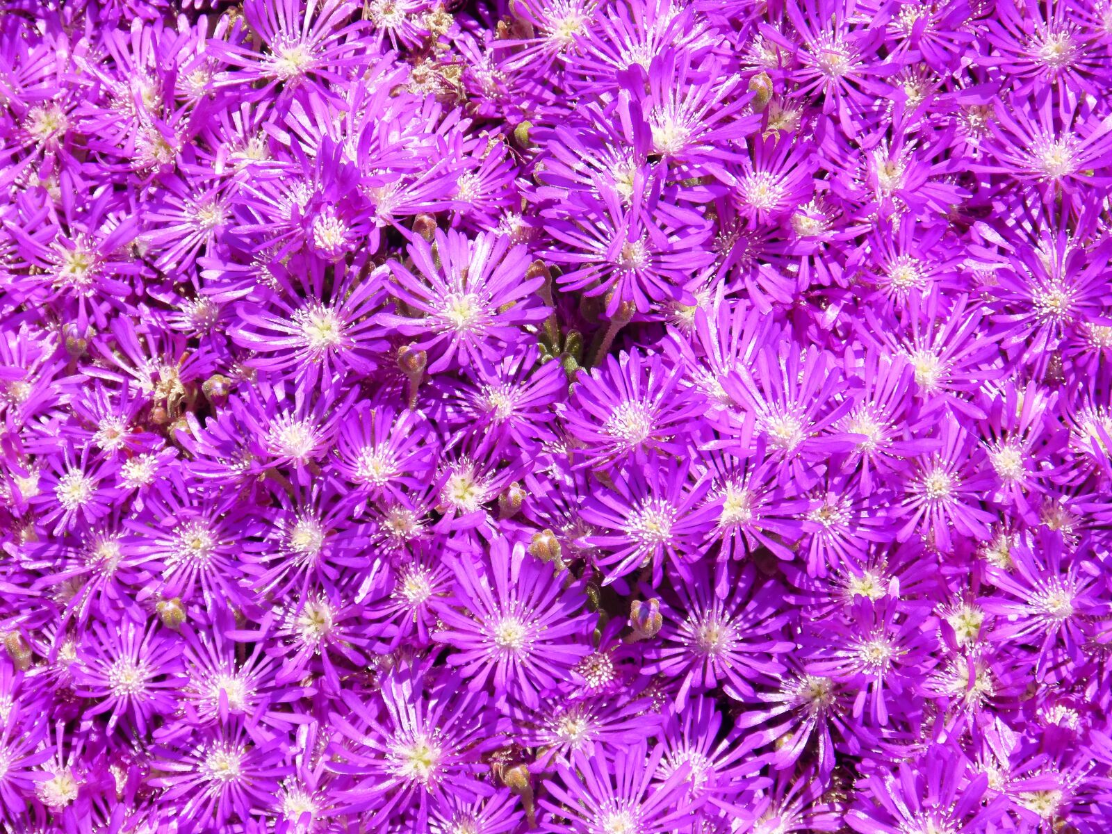 Panasonic DMC-FZ62 sample photo. Flower, color, nature photography