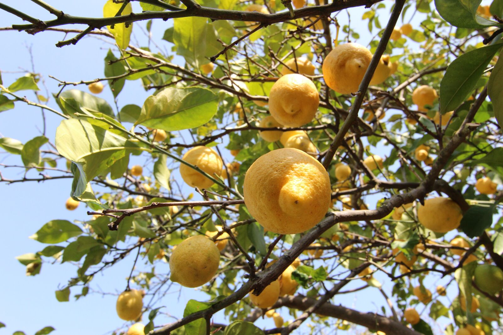 Canon EOS 600D (Rebel EOS T3i / EOS Kiss X5) sample photo. Lemons, tree, citrus fruits photography