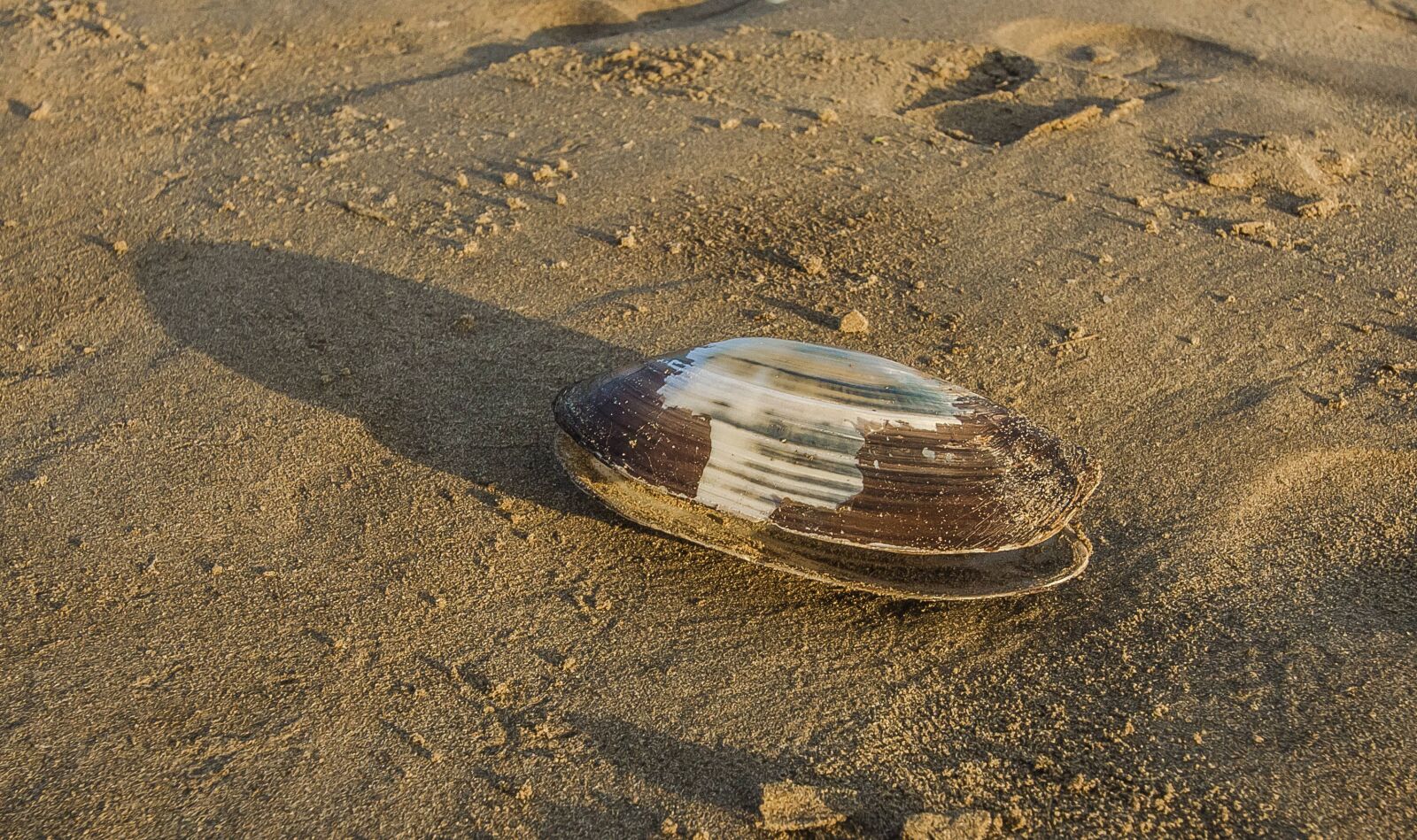 Canon EOS 60D + Canon EF-S 10-22mm F3.5-4.5 USM sample photo. Shell, huge, beach photography