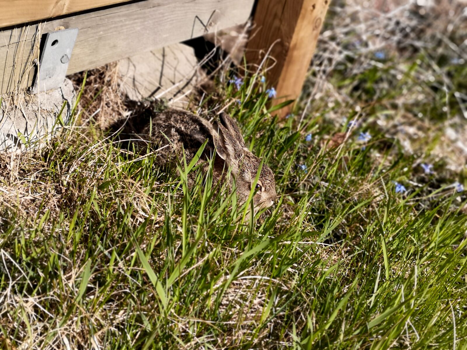 HUAWEI P20 sample photo. Rabbit, summer day, cute photography