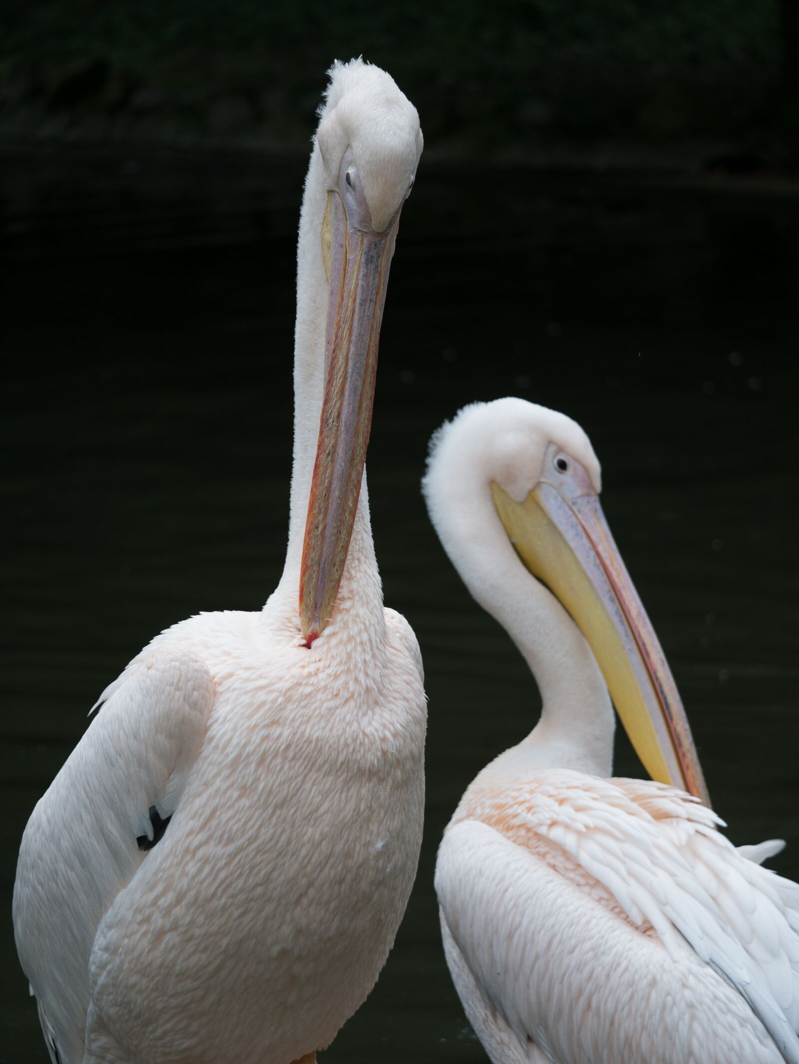 LEICA DG 100-400/F4.0-6.3 sample photo. Pelikan, bird, nature photography