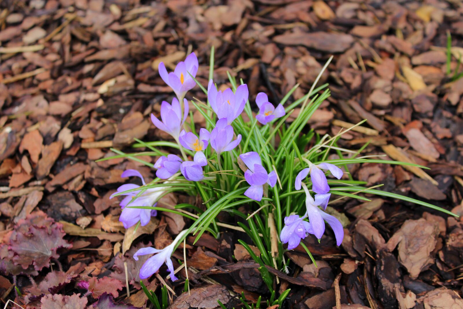 Canon EOS 1200D (EOS Rebel T5 / EOS Kiss X70 / EOS Hi) sample photo. Crocus, nature, plant photography