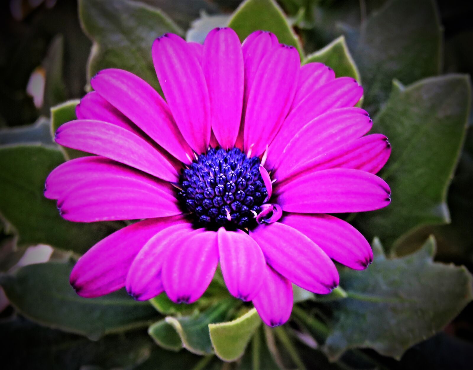 Canon PowerShot SX710 HS sample photo. Flower, cape daisies, cape photography