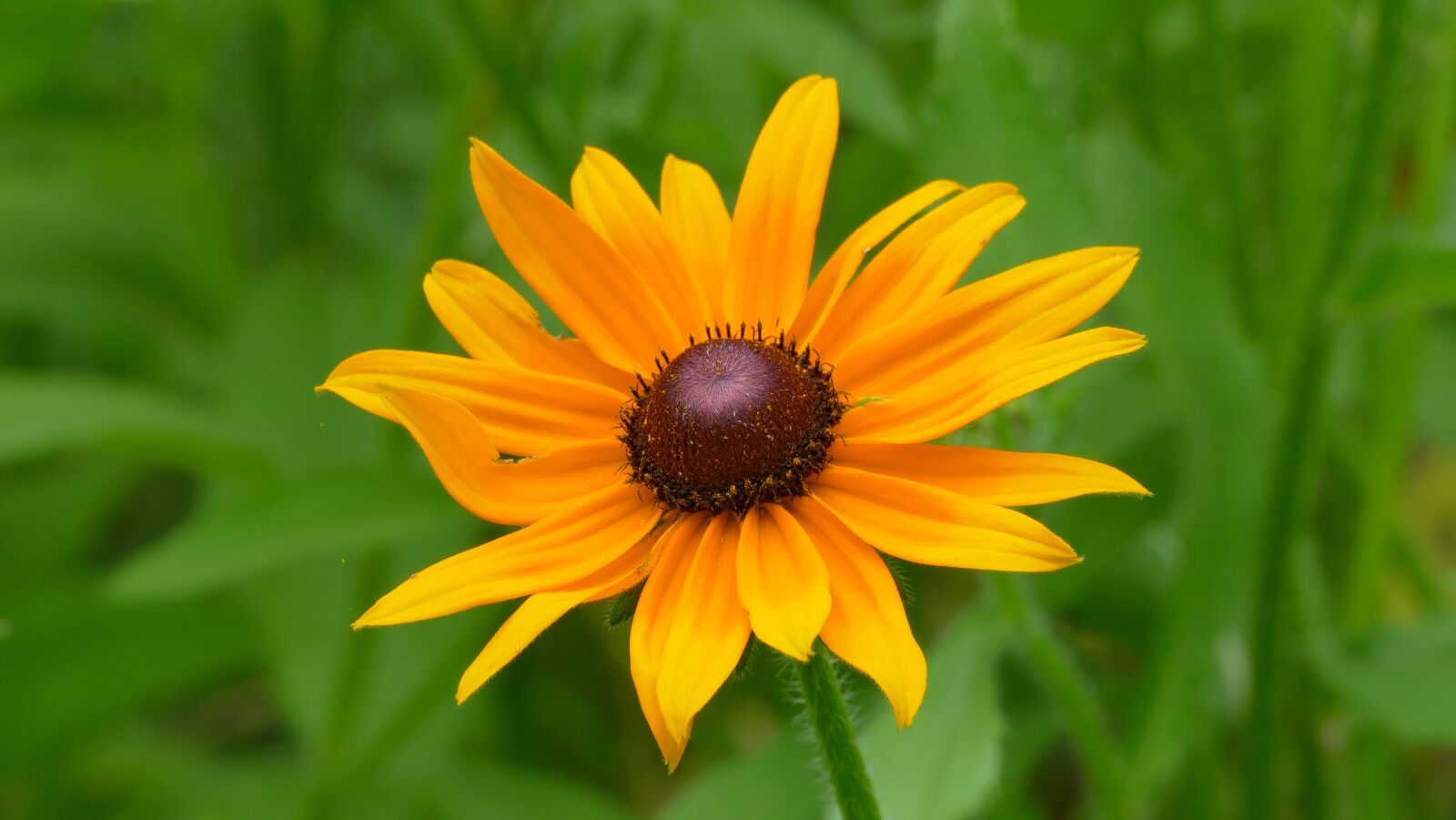 Panasonic Lumix DMC-FZ1000 sample photo. Flower, yellow, garden photography