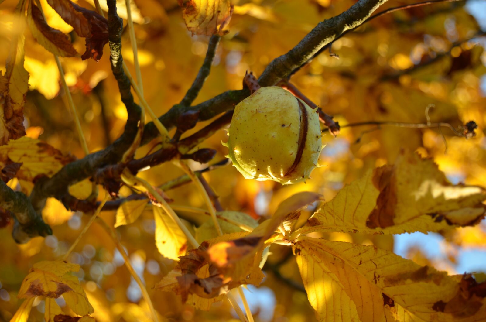Nikon D5100 sample photo. Chestnut, tree, autumn photography