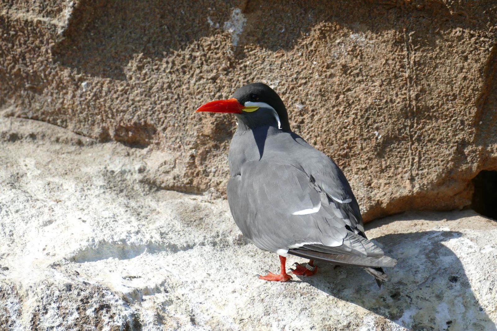 Panasonic Lumix DMC-FZ1000 sample photo. Tern, inca tern, south photography