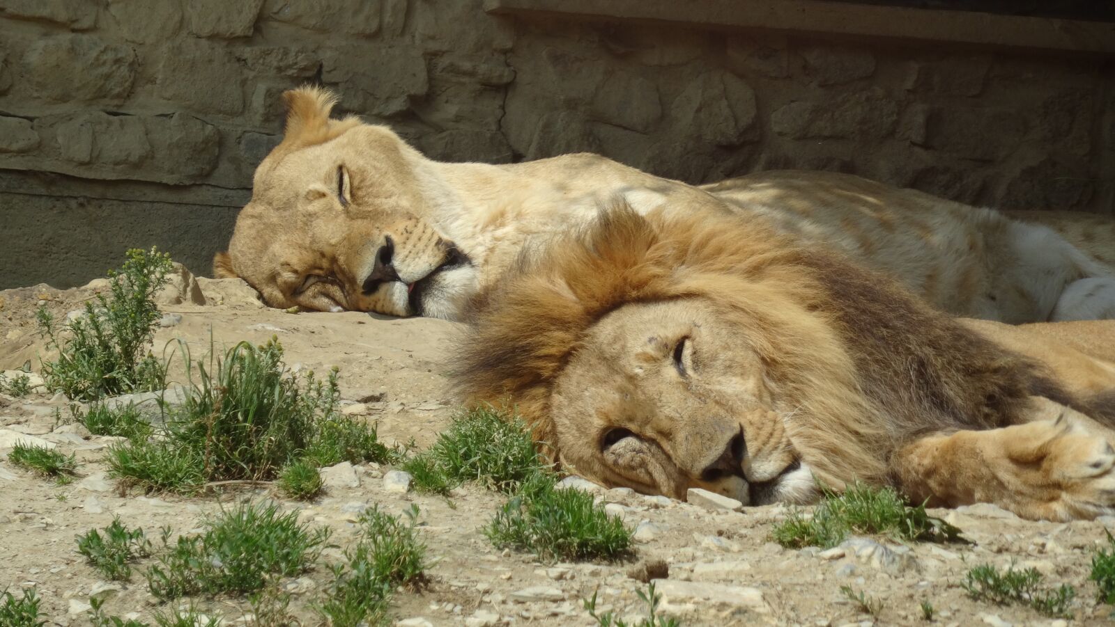 Sony DSC-HX50 sample photo. Lion, pair, zoo photography