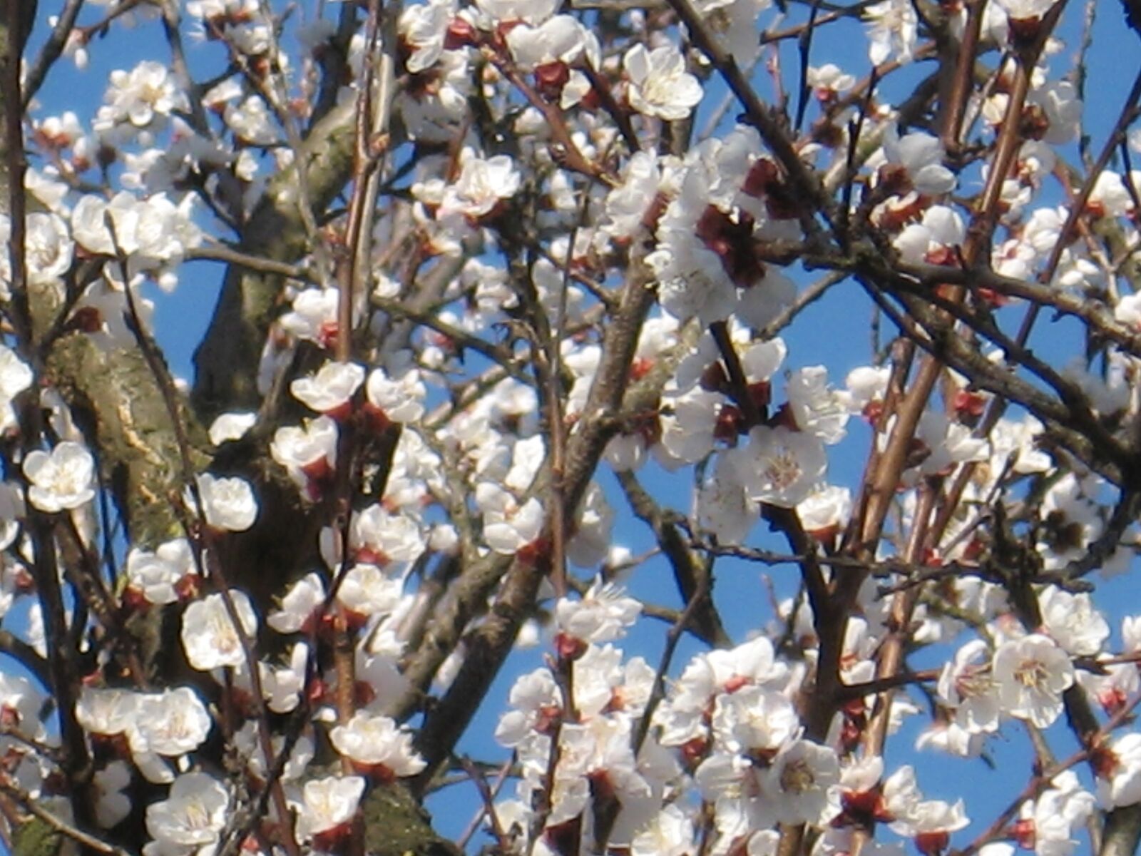 Canon POWERSHOT A550 sample photo. Blossom, march, spring, tree photography