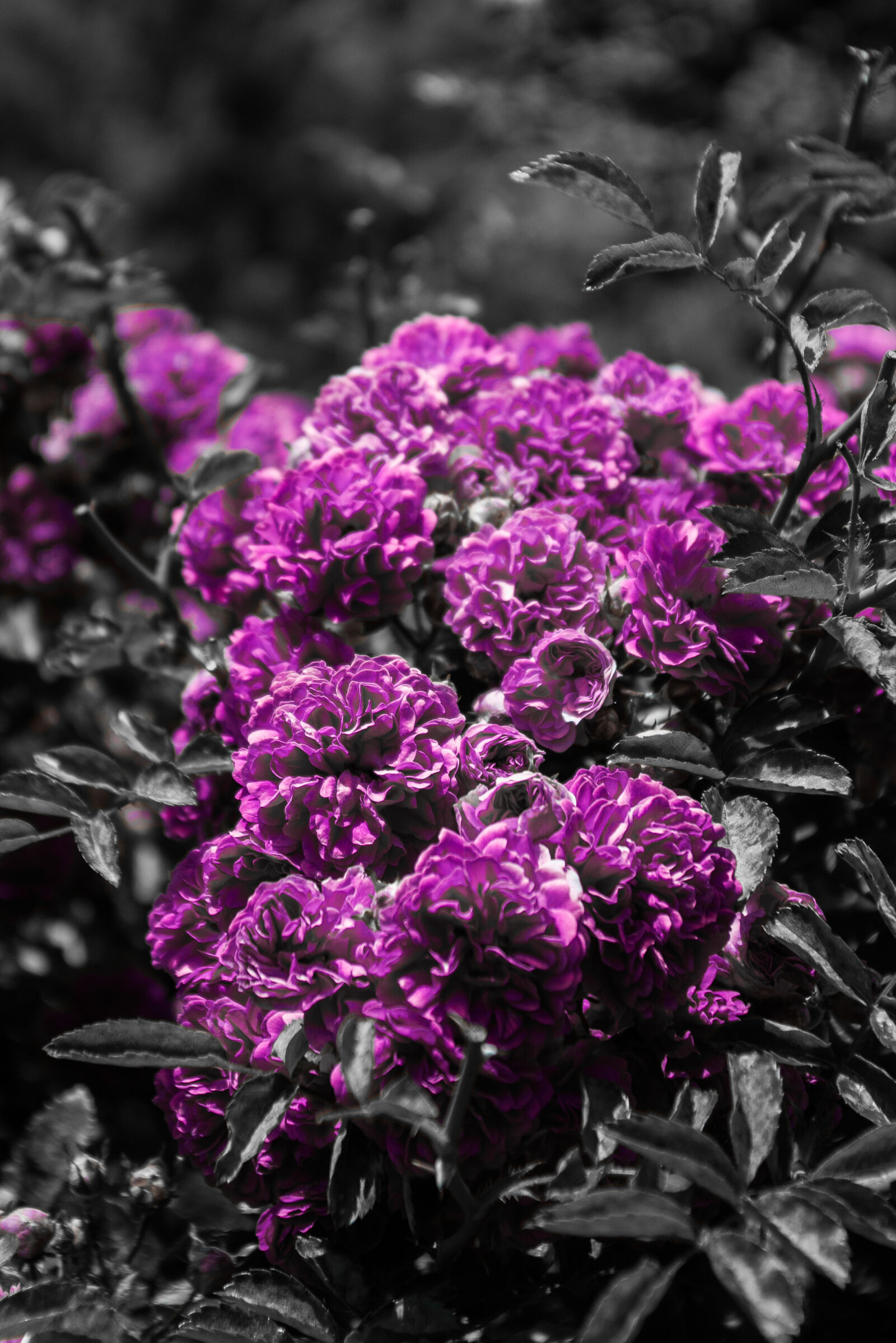 Pentax *ist DS sample photo