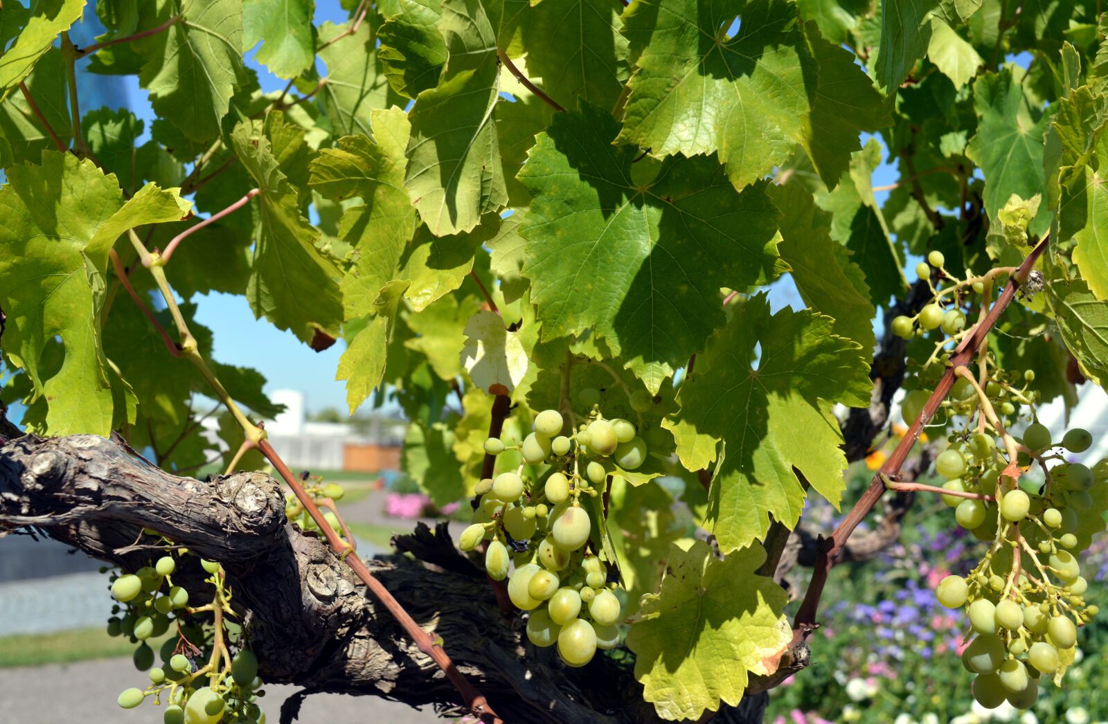 Nikon D3200 sample photo. Grapes, vine, wine photography
