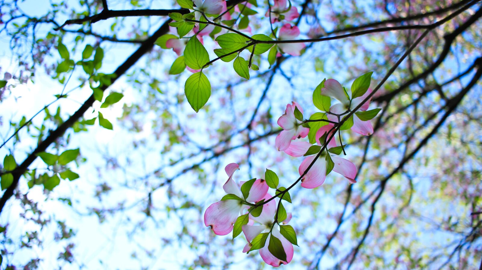 Canon EOS 600D (Rebel EOS T3i / EOS Kiss X5) + Canon EF-S 24mm F2.8 STM sample photo. Flowers, tree, blossom photography