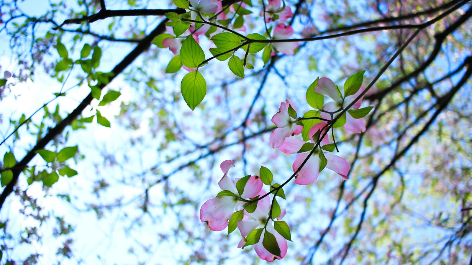 Canon EF-S 24mm F2.8 STM sample photo. Flowers, tree, blossom photography
