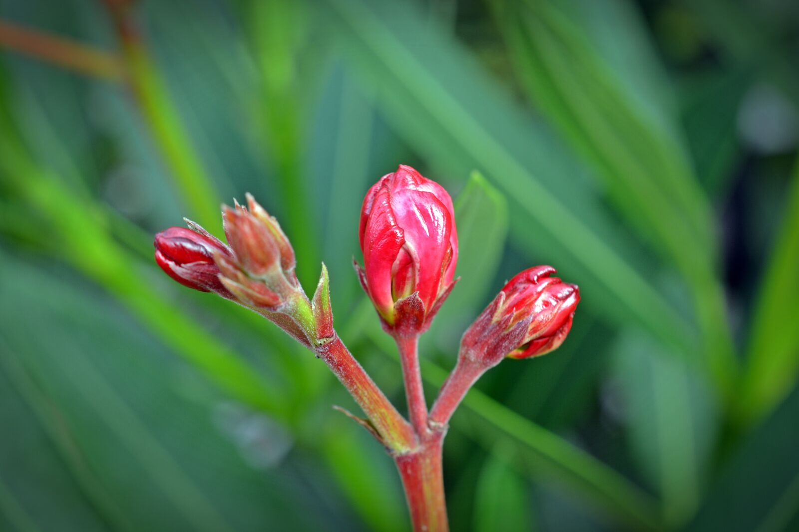 Nikon D5200 sample photo. Oleander, bud, flower photography