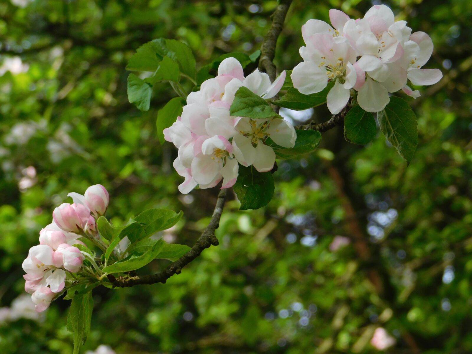 Nikon Coolpix L840 sample photo. Flower, nature, tree photography
