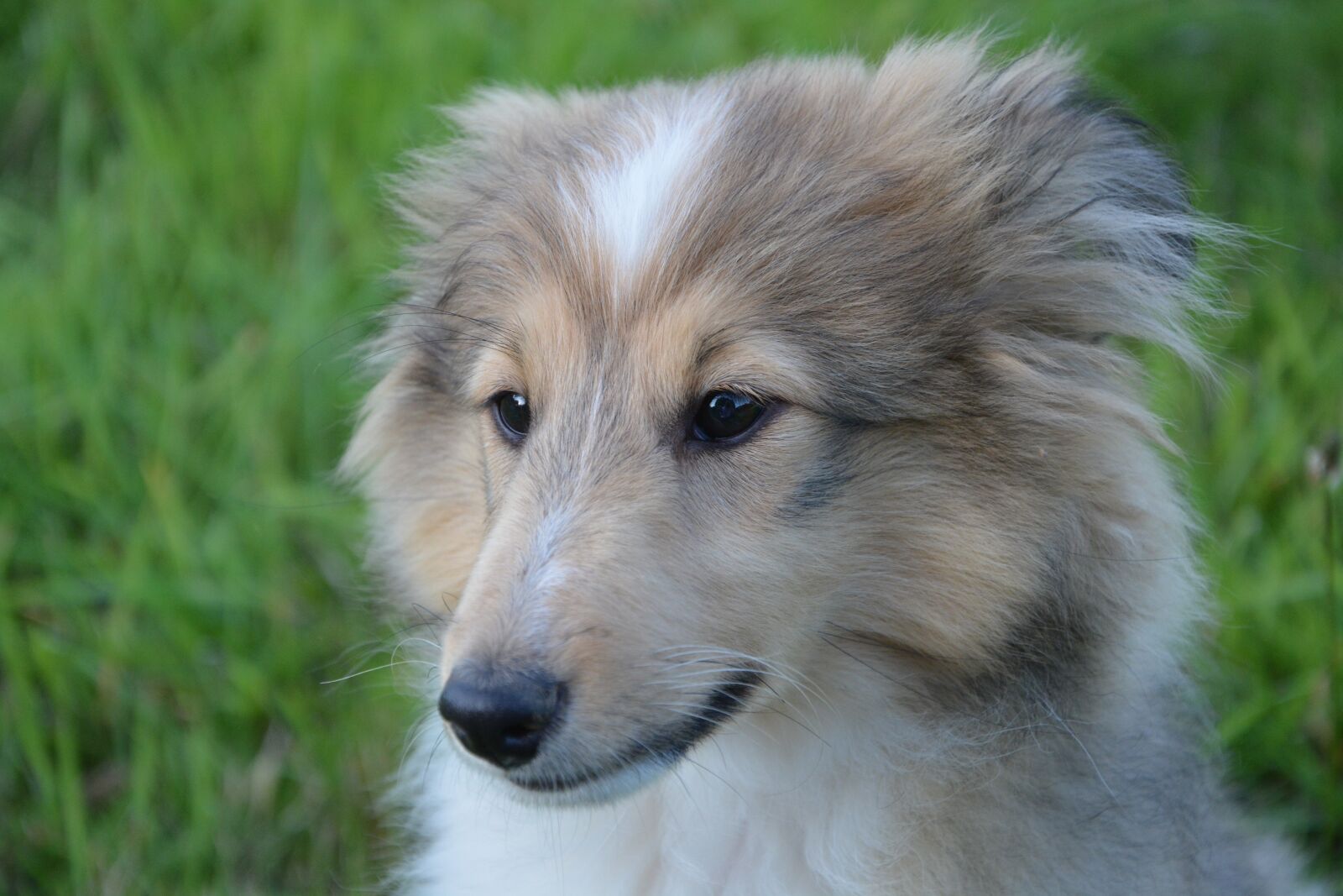 Nikon D5200 sample photo. Dog, look, head photography