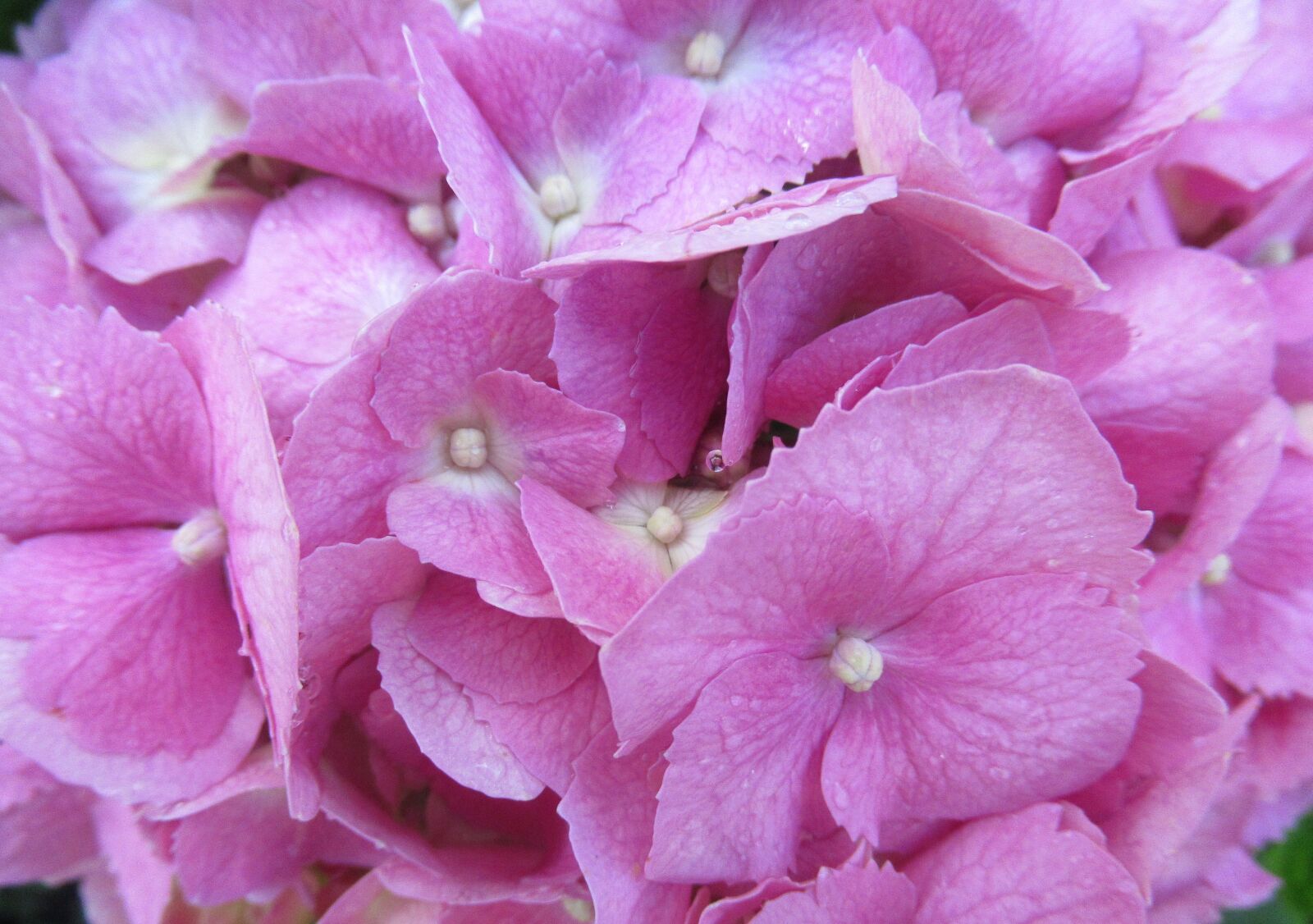 Canon PowerShot SX620 HS sample photo. Flower, hydrangea, purple photography