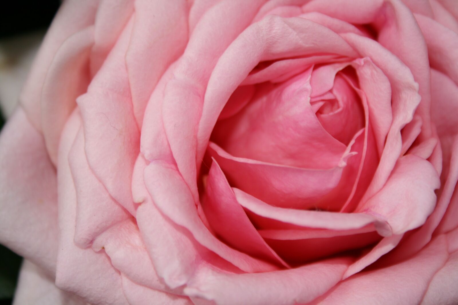 Canon EOS 400D (EOS Digital Rebel XTi / EOS Kiss Digital X) sample photo. Rose, pink, flowers photography
