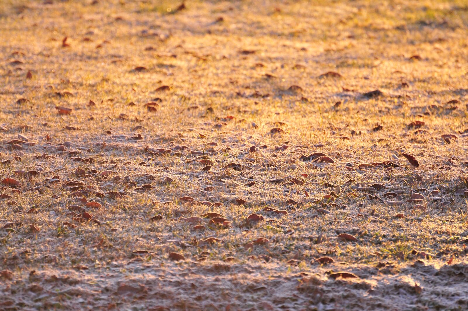 Nikon D300S sample photo. Morning, frost, cold photography