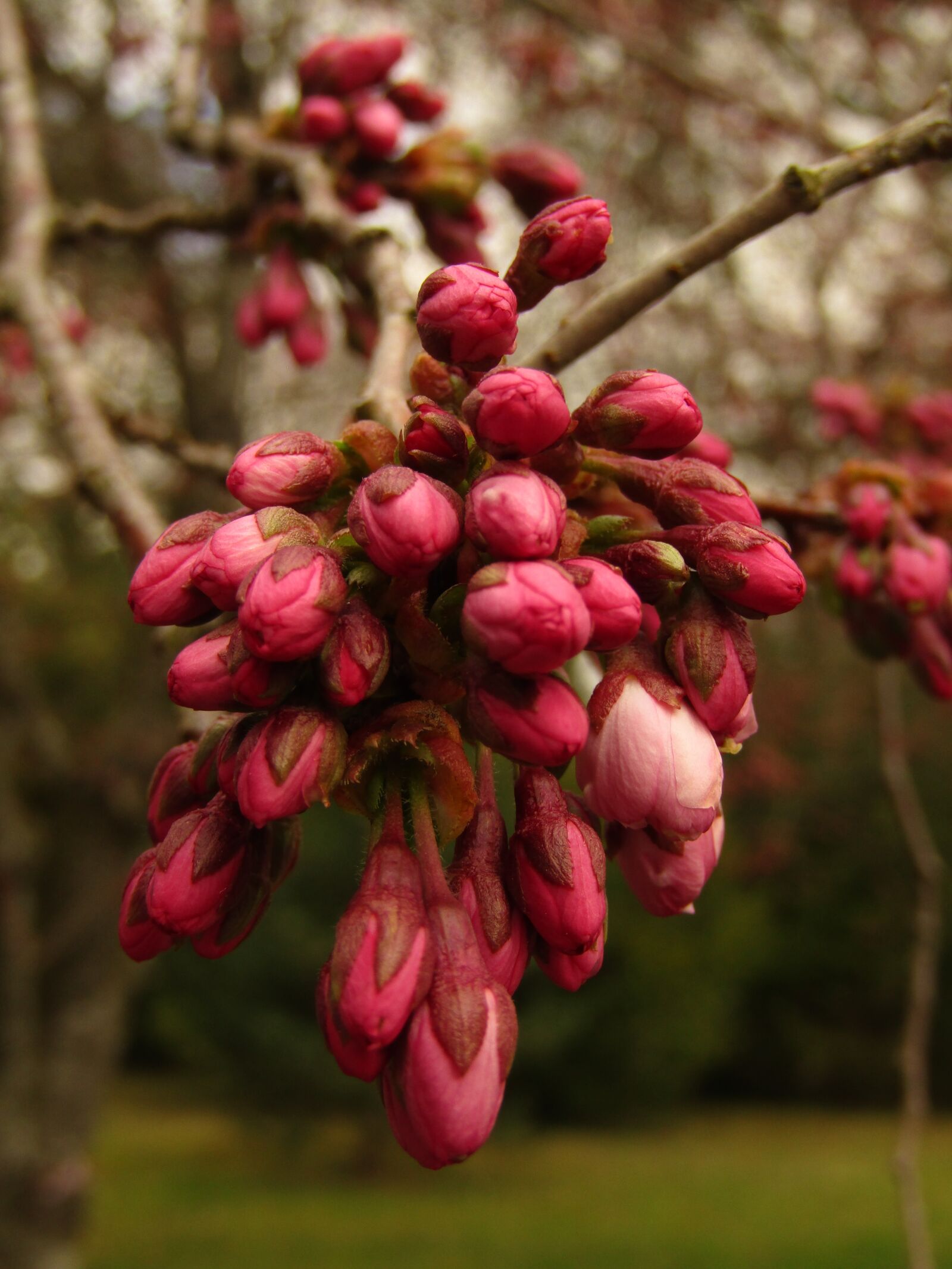 Canon POWERSHOT SX432 IS sample photo. Bud, japan, cherry photography