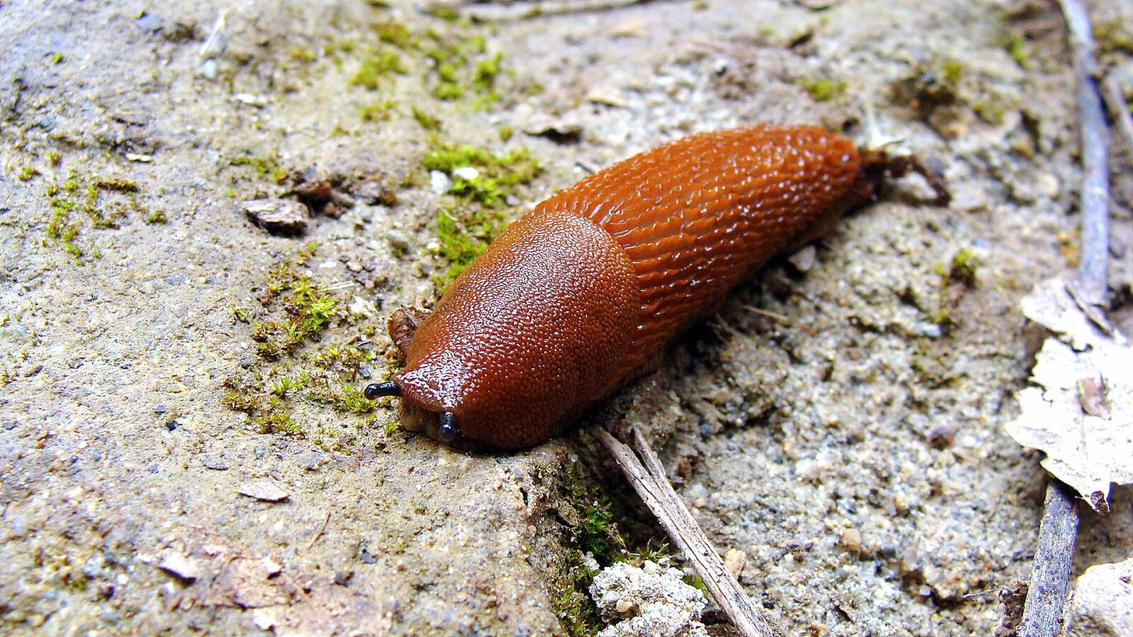 Sony DSC-H3 sample photo. Slug, snail, animal photography