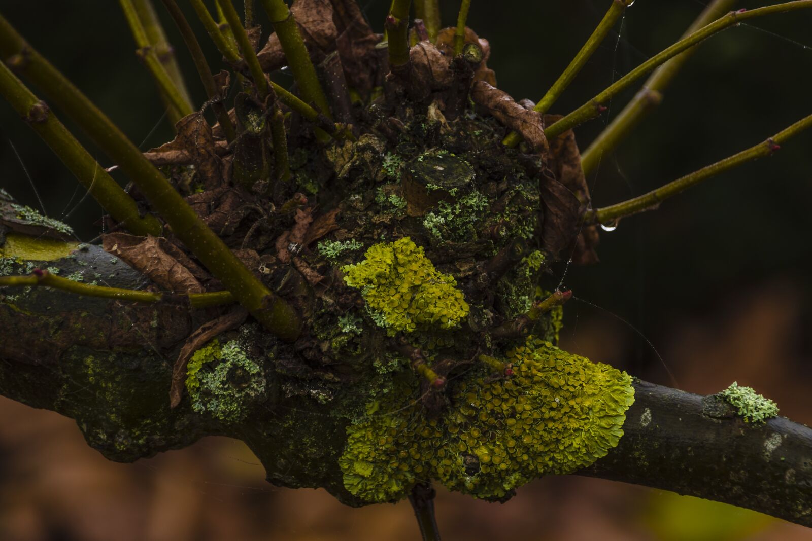 Nikon D7200 sample photo. Lichen, trees, moss photography