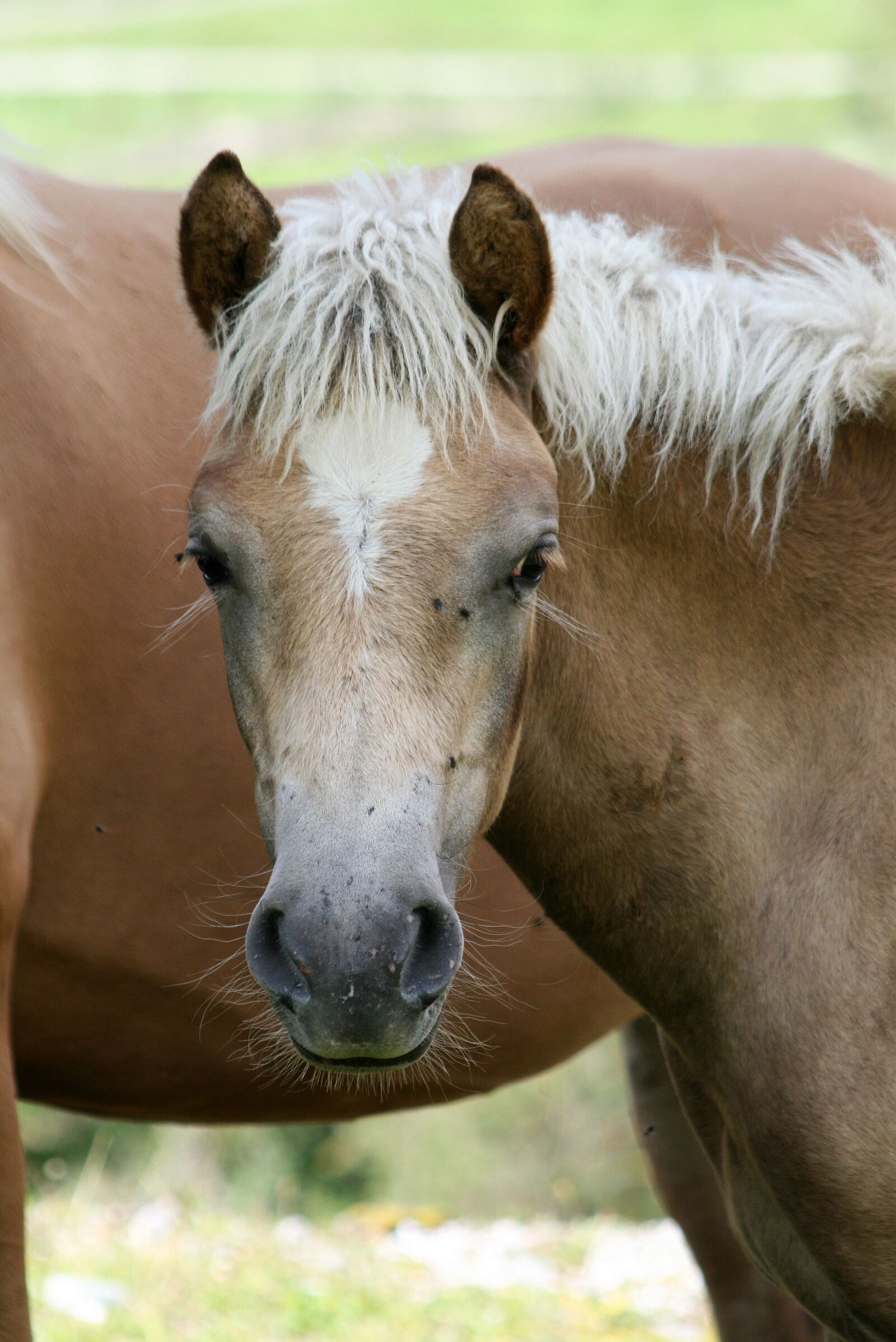 Canon EOS 400D (EOS Digital Rebel XTi / EOS Kiss Digital X) sample photo. Haflinger, horse, foal photography