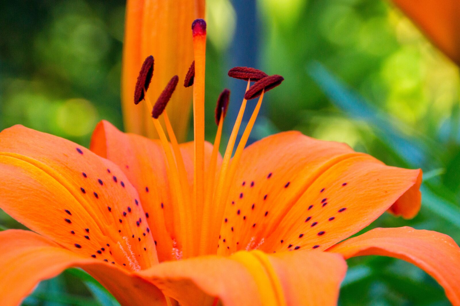 Sony DT 18-200mm F3.5-6.3 sample photo. Flowers, lily, plant photography